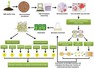 Paving the Way From the Lab to the Field: Using Synthetic Microbial Consortia to Produce High-Quality Crops